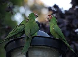 Filbert street in san francisco, california starts at lyon street on the east edge of the presidio and runs east, crossing van ness avenue and columbus avenue. Where To Find San Francisco S Parrots San Francisco Tour Co