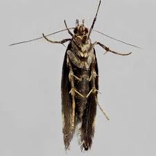 Image result for Ericinella