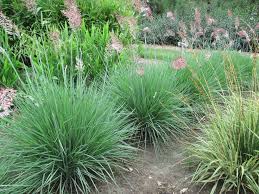 Image result for Melinis nerviglumis