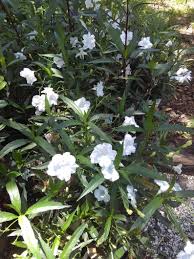 Use them in commercial designs under lifetime, perpetual & worldwide rights. Pin On Curb Appeal