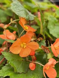 Image result for Begonia sutherlandii
