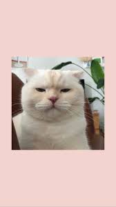 Follow Me Everyone Cre Collect A Billion Billion Meo Cute Billion Collect Cre Cute Follow Meo 2020 Cok Sirin Hayvanlar Komik Hayvan Cute Kittens