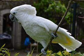 The male birds also sing at loud to compete with other male birds. White Cockatoo Wikipedia