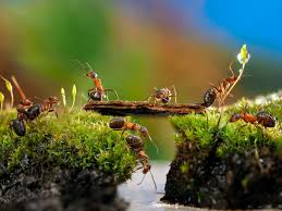 Ants. You might reconsider poisoning them. They can be your friend. | by  Bill Broadbent | An Idea (by Ingenious Piece) | Medium