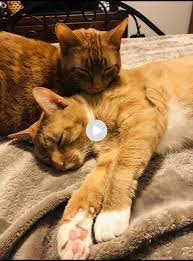 Try Not To Laugh Funny Animals Videos Compilation 2020 Cats Are Weird 7 2 Baby Animal Videos Cute Baby Animals Funny Animal Videos