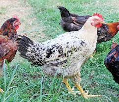 Surge In Demand For Swarnadhara Breed Of Poultry Tatoeba last dungeon mae no mura no shounen ga joban no machi de kurasu youna monogatari.