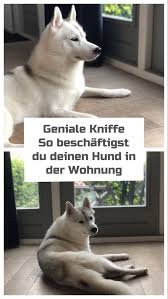 Langeweile Bei Schlechtem Wetter Bei Langeweile Schlechtem Sportlich Wetter Hunde Hundchen Ubung Hunde Erziehen