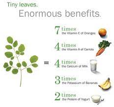 The Moringa Tree Moringa Benefits Moringa Oleifera Benefits Benefits Of Moringa Leaves