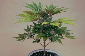 By oldtimer1 (foreward and adaptation by nebula haze) this marijuana grow tutorial is a condensed version of the classic how to keep a bonsai mum article written by the legendary oldtimer1.although the original article was published in 2000, this bonsai training method recently resurfaced and has become popular for hobbyist cannabis growers without a lot of space. Broaden Your Cannabis Cultivation Skills With Bonsai Growing