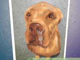 What to do if your dog gets a fever? How To Take A Dog S Temperature Without Using A Thermometer Mintbowl Dog Wheelchair India Handicap Paralyzed Disabled Dogs Cats Labrador German Shepherd Pomeranian Pug Dachshund Wheelchair Dog Wheelchairs India