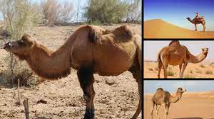 In fact, even amongst horses themselves minute. Camel Facts Facts About Camels How Camel Can Survive In Sandstorm Youtube