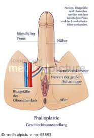 Https Www Doccheck Com En Detail Photos 6500 Fork In Stomach 2020 05 14 1 Https Dccdn De Www Doccheck Com Data 8l Js Tz 59 Ff Bf Gabel Im Magen Md Jpg Fork In Stomach Https Www Doccheck Com En Detail Photos 6504 Model Of A Human Heart