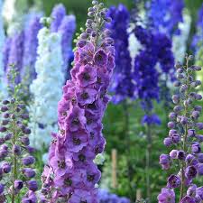 Lavender is a classic mediterranean plant that looks great in irish gardens. Delphinium Pacific Giant Series Flower Seeds Round Table Mix 1000 Seeds Perennial Flower Garden Seeds Delphinium Elatum Walmart Com Delphinium Flowers Garden Flowers Perennials Flowers Perennials