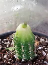 Peyote is classified as a hallucinogen. Petition To Legalize Ownership Of The Lophophora Williamsii Peyote Cactus Objave Facebook