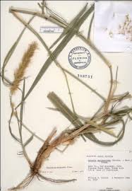 Image result for Cenchrus purpureus