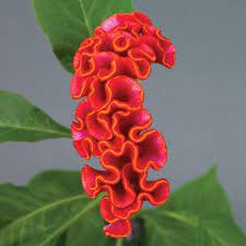 Celosia Neo Orange Wholesale Flowers Flower Seeds Flowers