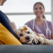 The fact is that you can never predict at what age calmness takes over your puppy. Dog Bleeding After Spay Causes And Treatment