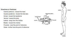 The digestive system of a pig is well suited for complete concentrate based rations that are typically fed. Lab 7 Vertebrate Anatomy Openwetware