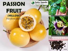Image result for Passiflora edulis