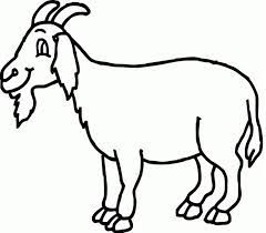 Sketsa gambar hewan untuk anak tk. Belajar Mewarnai Gambar Kambing Hewan Sketsa Hewan Binatang