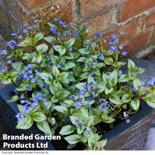 Image result for Brunnera `Jack Frost`