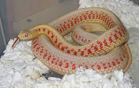 Garter Snake Morph Reptiles And Amphibians Snake Amphibians