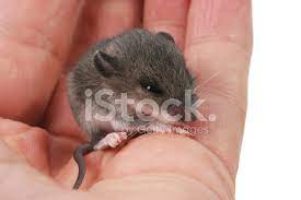 If your mouse were in the wild, it would cuddle with its mother and siblings. Baby Field Mouse Stock Photos Freeimages Com