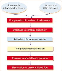 Image result for Cushing Response
