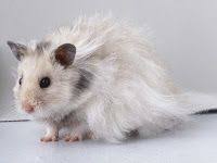 Angora Http Caramerawathamster1 Blogspot Com 2012 10 Cara Merawat Hamster Anggora Yang Baik Html Hamster Pets Animals