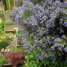 Image result for Criscianthus