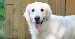 Find local golden retriever in dogs and puppies in the uk and ireland. 23 Facts About English Cream Golden Retrievers You Probably Didn T Know Golden Hearts