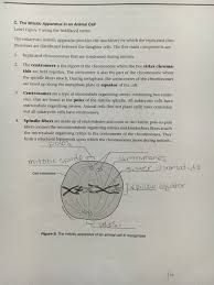 Mitosis, a process of cell duplication, or reproduction, during which one cell gives rise to two genetically identical daughter cells. C The Mitotic Apparatus In An Animal Cell Label Chegg Com