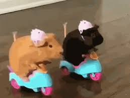 Someone is going to die today. Animal Gifs Reaction Gif Gifs Of Funny Animals Gifs Funny Animals Funny Gifs Cheezburger