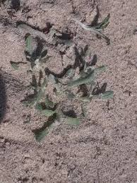 Image result for Vellereophyton dealbatum