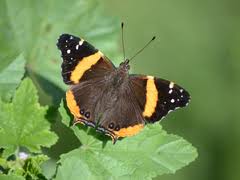 Image result for Zornia punctatissima