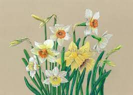 Daffodils Print Of Original Colored Pencil By Carriecarlson 20 00 Colorful Drawings Watercolor Flower Art Flower Art