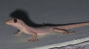 Sedangkan untuk kode alam cicak berada di halaman erek2 01, 22, 26, 27 dan erek 41. Mitos Kejatuhan Kotoran Cicak Benarkah Ini Pertanda Kesialan Semua Halaman Suar