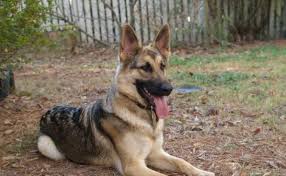 Dog breeds poster in english. Bernie S Meet The Breed German Shepherd Dogs