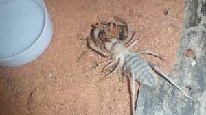 They eat them using the process of reverse osmosis. Solifugae Camel Spider Battles With Large Roach And Eats It Alive Youtube