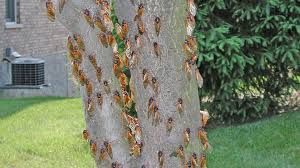 Brood x cicadas swarm across several eastern states. Free App Allows Tracking Of 2019 Cicada Brood Wjac