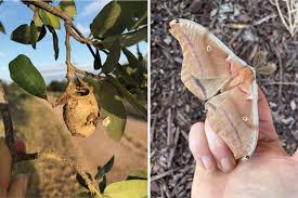 The final shot is the same butterfly set outside on the fennel plants it came from, to finish drying its wings before taking flight. What S What Of Central Texas Caterpillars
