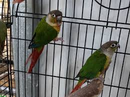 The Ultimate Guide To Pineapple Conures: A Comprehensive Overview | By  Biki'S Aviary | Medium