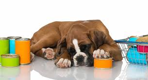 feeding a boxer puppy the best diet in the right way