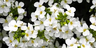 Image result for Arabis