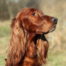 This makes it a bit difficult for some people to carry and handle them. The 9 Official Irish Dog Breeds To Help You Celebrate St Patrick S Day Vetericyn Animal Wellness