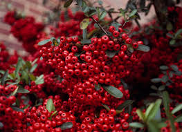 Image result for Pyracantha