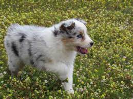 Maybe you would like to learn more about one of these? Australian Shepards For Sale Florida