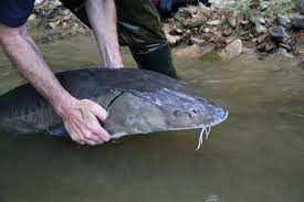 Missouri Department Of Conservation Researchers Discover