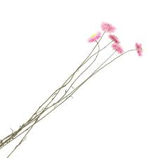 Use dried flowers and grasses in simple home decor styling or preserved flowers in wedding bouquets. Immortelle D Australie Pink Dried Flower For Floral Arrangement X5 Stalks Perles Co