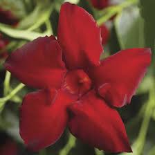 Image result for dipladenie hybrida rio obrázek